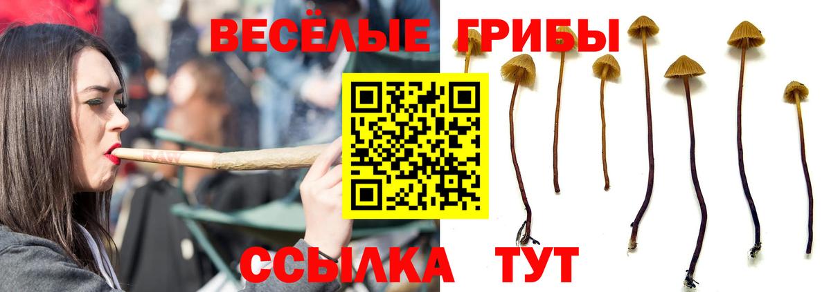 Северск  Псилоцибиновые грибы Magic Shrooms  Вход с VPN  Псилоцибиновые грибы Psilocybe 